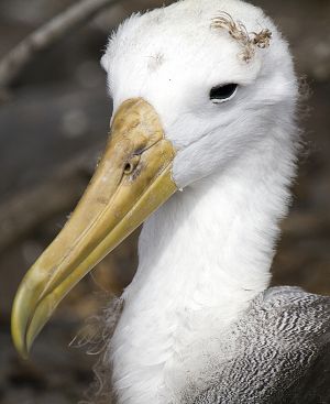 Punta Suarez, Espanola Island 126.jpg